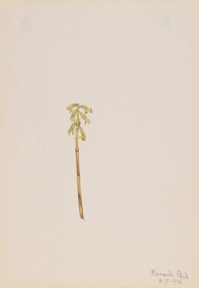 Corathorhiza corallorhiza door Mary Vaux Walcott