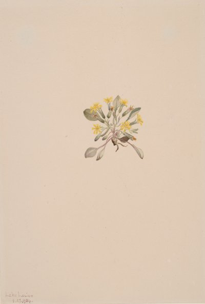 Crepis Elegans, 1904 door Mary Vaux Walcott