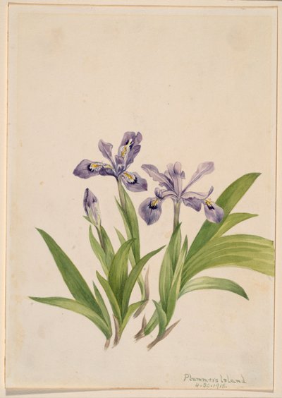 Kuifiris (Iris cristata) door Mary Vaux Walcott