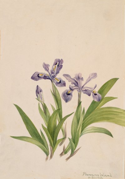 Kuifiris Iris cristata, 1918 door Mary Vaux Walcott