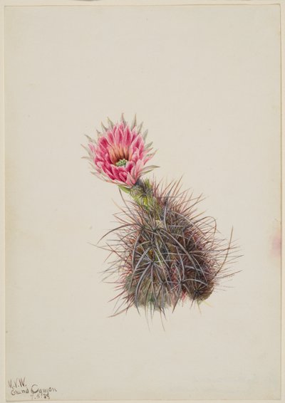 Komkommercactus, 1939 door Mary Vaux Walcott