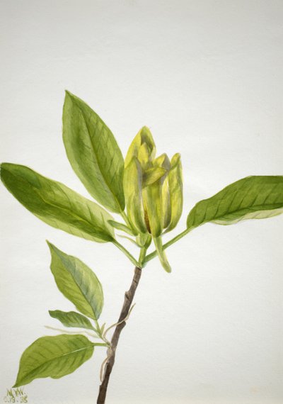 Komkommerboom Magnolia scuminata, 1938 door Mary Vaux Walcott