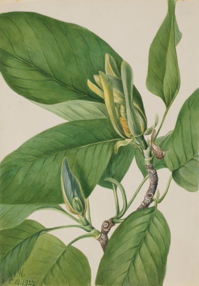 Komkommerboom Magnolia acuminata, 1922 door Mary Vaux Walcott