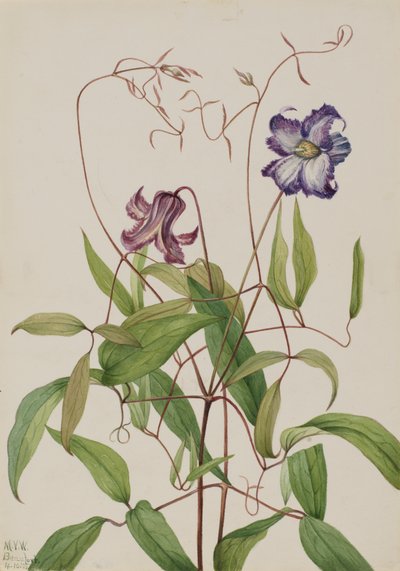 Krullende clematis Clematis crispa, 1925 door Mary Vaux Walcott