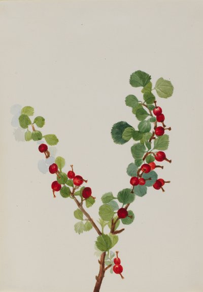 Aalbessen onvoltooid Ribes soorten, n.d. door Mary Vaux Walcott