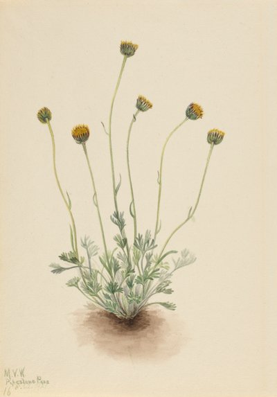Gesneden bladvlooienkruid Erigeron compositus nudus door Mary Vaux Walcott