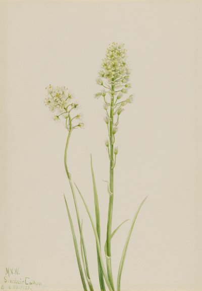 Dodemanskamas (Zygadenus venenosus) door Mary Vaux Walcott