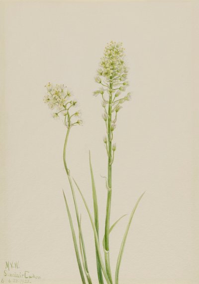 Doodskam Zygadenus venenosus, 1923 door Mary Vaux Walcott