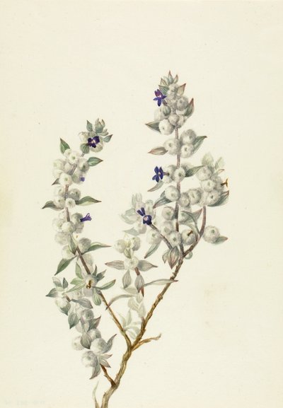 Dodentallei salie (Salvia funerea) door Mary Vaux Walcott