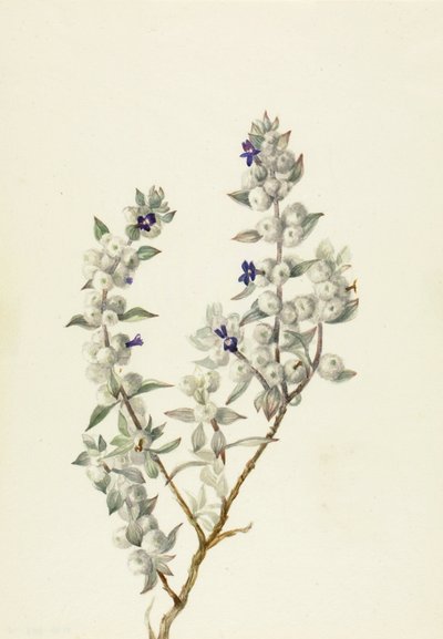 Death Valley Salie Salvia funerea, ca. vroege jaren 1930 door Mary Vaux Walcott