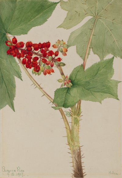 Duivelsclub Echinopanax horridum, 1917 door Mary Vaux Walcott