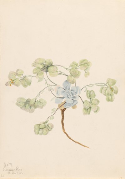 Dubbele blaasjesknop (Physaria didymocarpa) door Mary Vaux Walcott