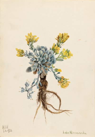 Dubbele blaasjesknop (Physaria didymocarpa) door Mary Vaux Walcott