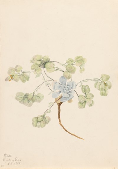 Dubbele Blaasjeskruid Physaria didymocarpa, 1920 door Mary Vaux Walcott