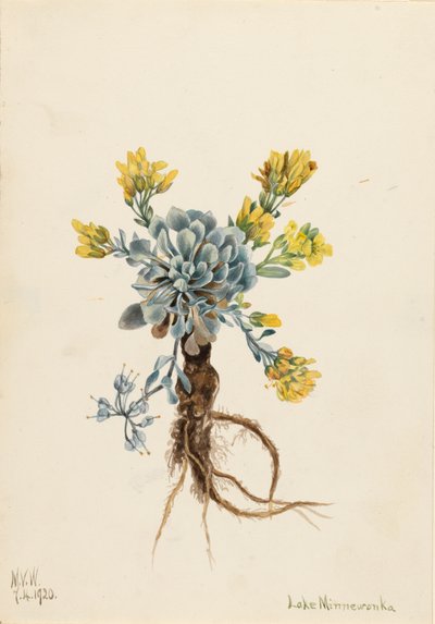 Dubbele blaasjeskruid Physaria didymocarpa, 1920 door Mary Vaux Walcott