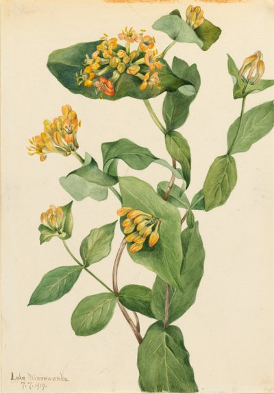 Douglas kamperfoelie (Lonicera glaucescens) door Mary Vaux Walcott