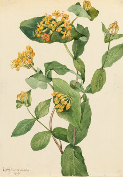 Douglas Kamperfoelie Lonicera glaucescens, 1919 door Mary Vaux Walcott