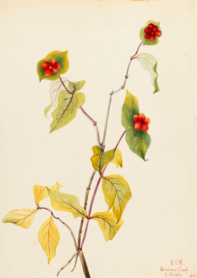 Douglas Kamperfoelie door Mary Vaux Walcott