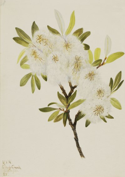 Drummond Wilg Salix drummondiana door Mary Vaux Walcott