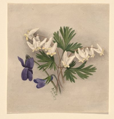 Oranjebroek (Bikukulla cucullaria) door Mary Vaux Walcott