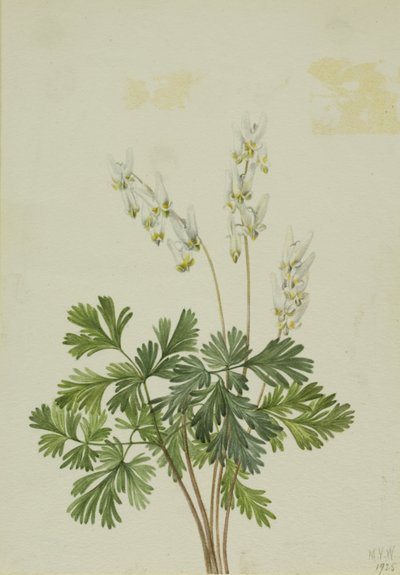 Breetches (Bikukulla cucullaria) door Mary Vaux Walcott