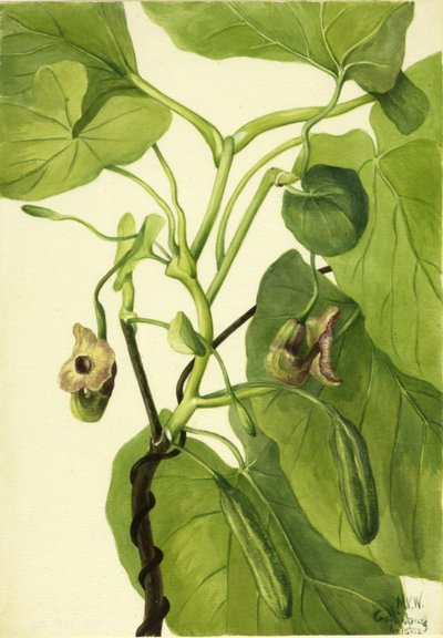 De pijp van de Nederlander door Mary Vaux Walcott