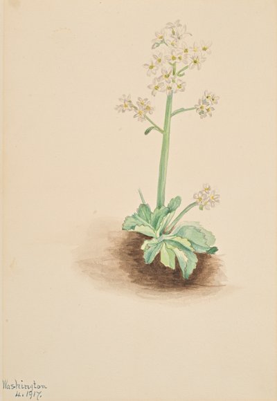 Vroege Saxifrage Saxifraga virginiensis, 1917 door Mary Vaux Walcott