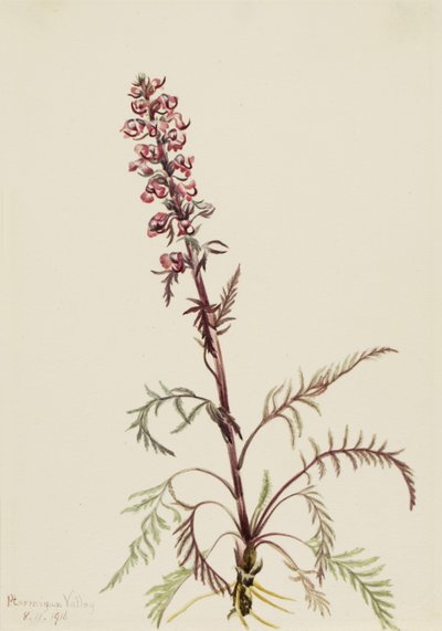 Olifantenkop Pedicularis groenlandica door Mary Vaux Walcott