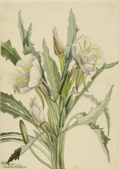 Teunisbloem (Pachyoplus hirsutus) door Mary Vaux Walcott