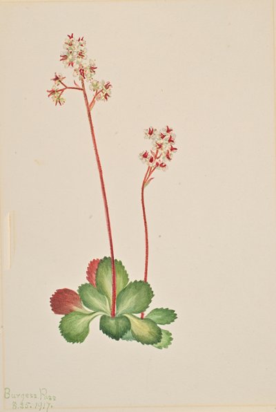 Altijdgroene Saxifrage Leptarrhena pyrolifolia, 1917 door Mary Vaux Walcott