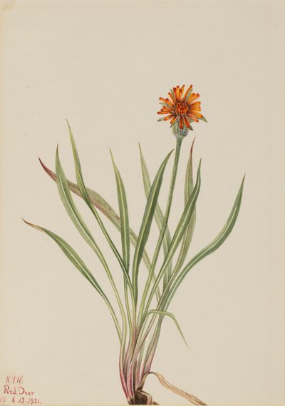 Valse Paardenbloem Agoseris aurantiaca, 1921 door Mary Vaux Walcott