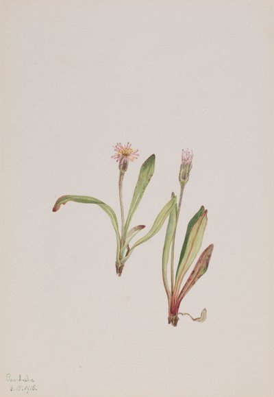 Valse Paardenbloem Agoseris carnea, 1918 door Mary Vaux Walcott