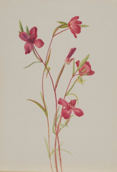 Afscheid van de lente (Godetia amoena lilja) door Mary Vaux Walcott