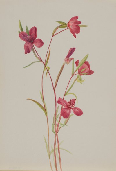 Afscheid van de lente Godetia amoena lilja, ca. 1930s door Mary Vaux Walcott