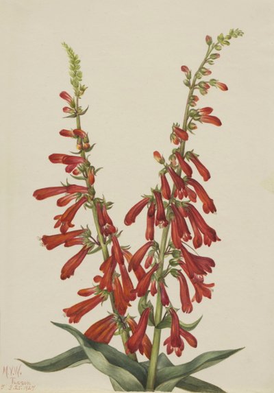Vuurdoorn (Pentstemon eatonii) door Mary Vaux Walcott