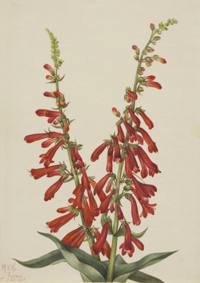 Vuur Penstemon Penstemon eatonii, 1927 door Mary Vaux Walcott