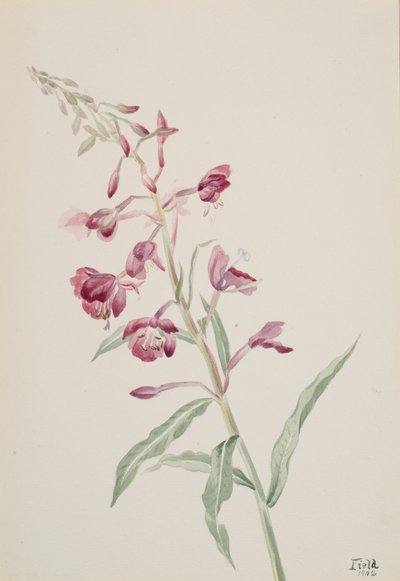 Wilgenroosje Epilobium angustifolium, 1902 door Mary Vaux Walcott
