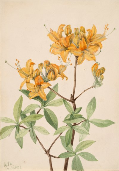Vlamazalea Azalea lutea, 1921 door Mary Vaux Walcott