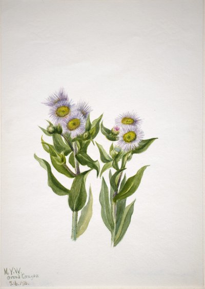 Vlooienkruid (Erigeron macranthus) door Mary Vaux Walcott