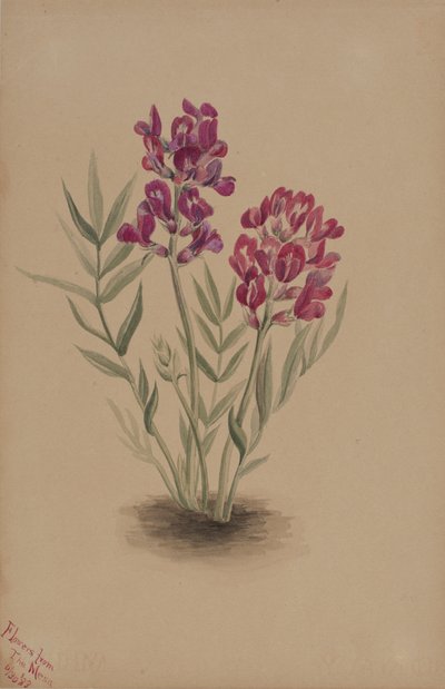 Bloemen van de Mesa, 1883 door Mary Vaux Walcott