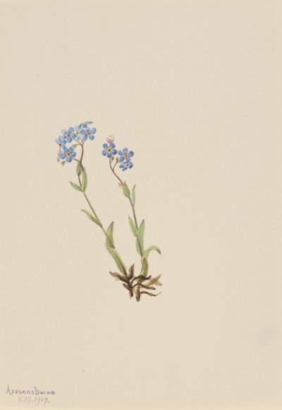 Vergeet-me-niet (Myosotis alpestris) door Mary Vaux Walcott