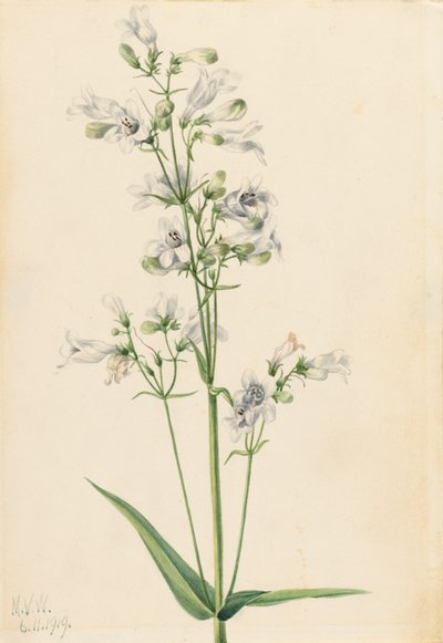 Vingerhoedskruid (Pentstemon digitalis) door Mary Vaux Walcott
