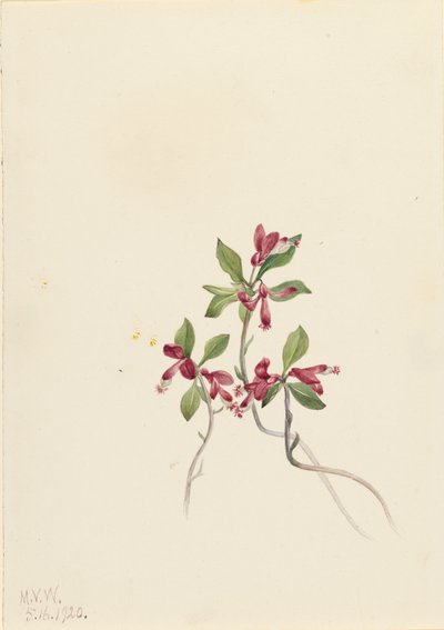 Fringed Polygala Polygala paucifolia, 1920 door Mary Vaux Walcott