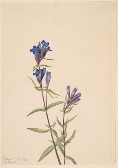 Gentiaan (Gentiana affinis) door Mary Vaux Walcott