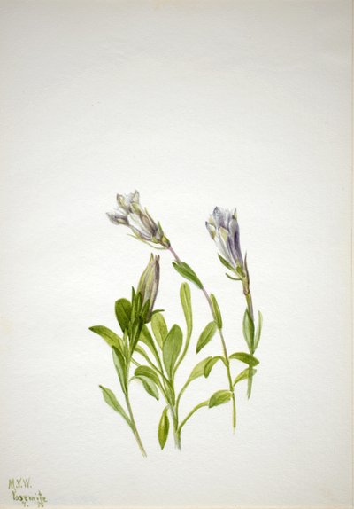 Gentiaan (Gentiana newberri) door Mary Vaux Walcott
