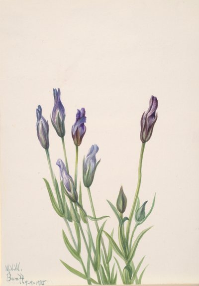 Gentiaan (Gentiana macounii) door Mary Vaux Walcott