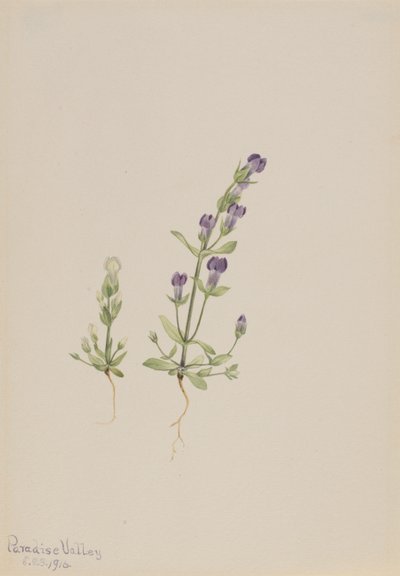 Gentiana propingua door Mary Vaux Walcott