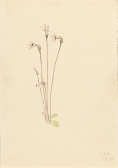 Spookpijp (Thalesia uniflora) door Mary Vaux Walcott