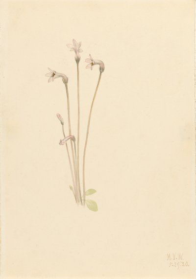 Spookpijp Thalesia uniflora door Mary Vaux Walcott