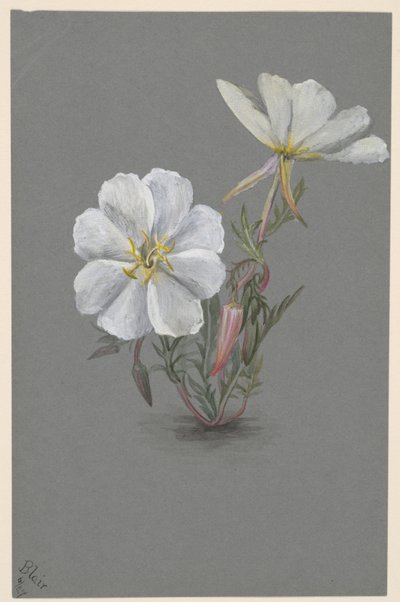 Reuzen Helleborine Epipactia gigantea, ca. 1880 door Mary Vaux Walcott